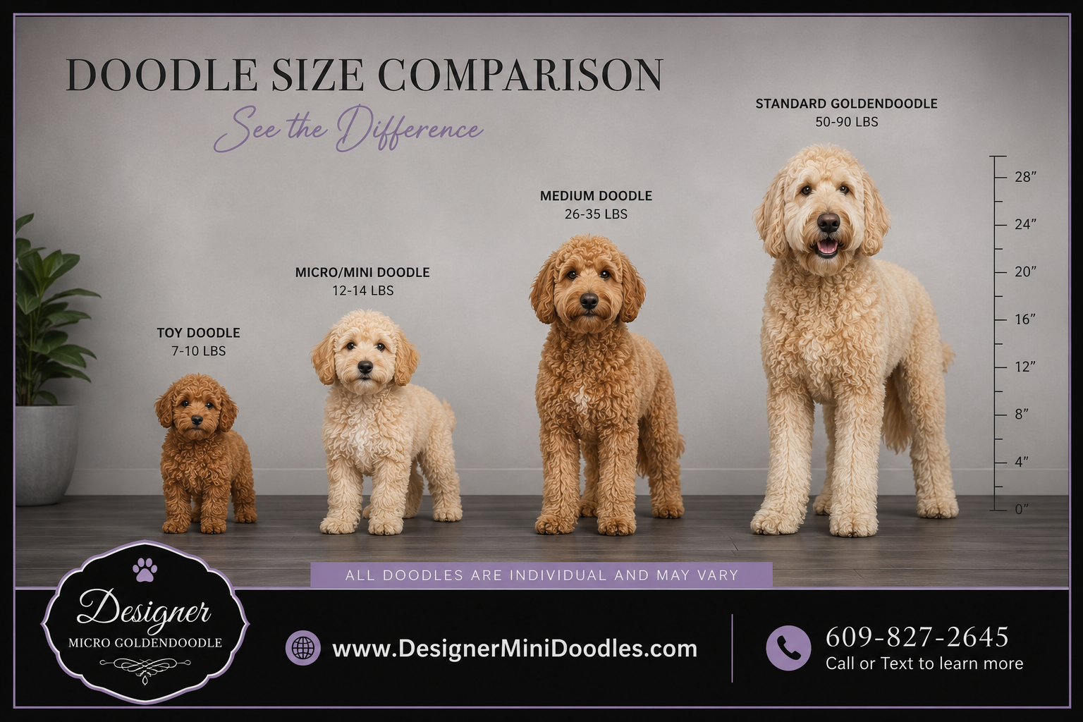 mini doodle puppies