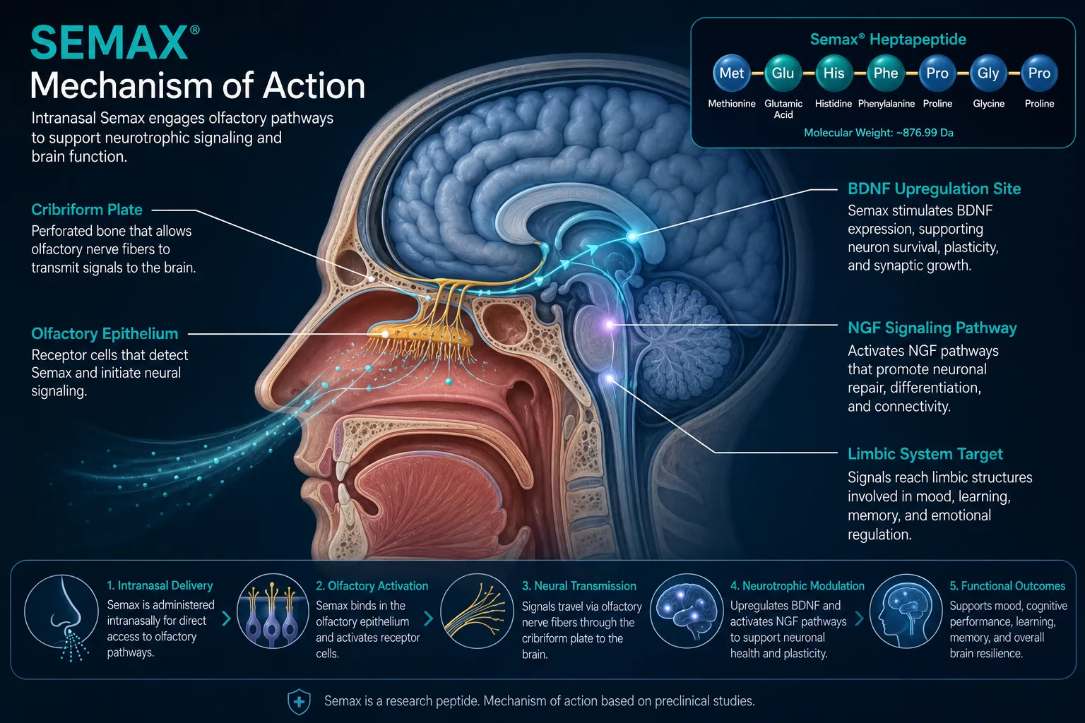 How Semax Works: The Neurotrophic Mechanism