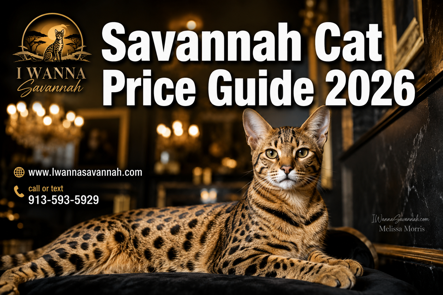 Professional () hero image with : 'Savannah Cat Price Guide 2026' in extra large white with deep , centered upper third.