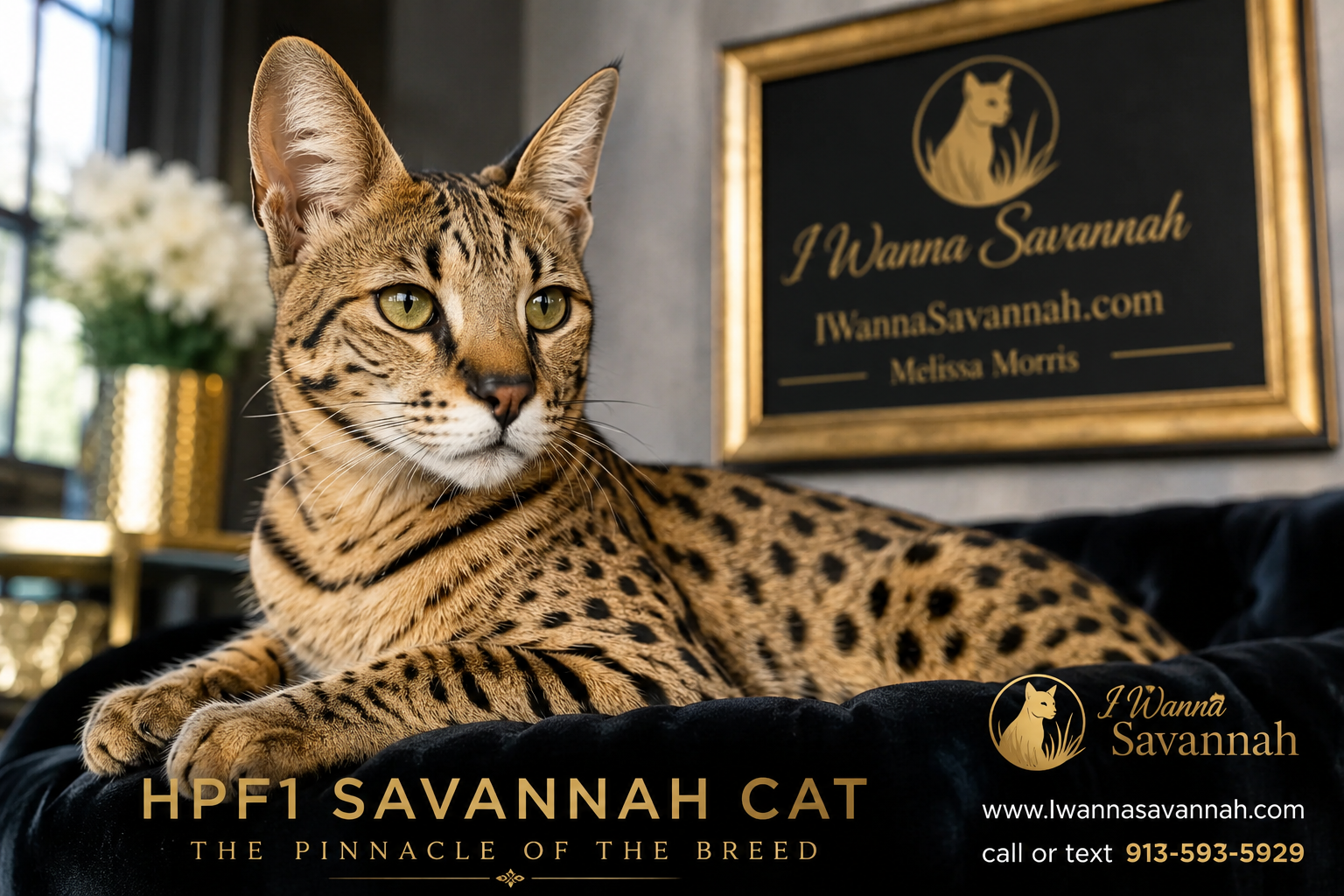 Why HPF1 Savannah Cats Cost the Most