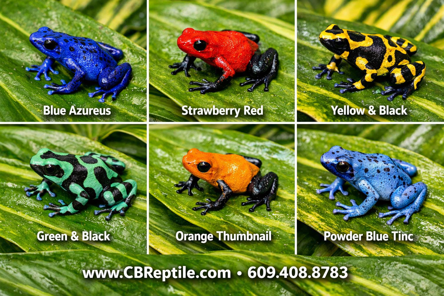 () flat-lay style image showing a comparison grid of six different poison dart frog color morphs side by side on tropical