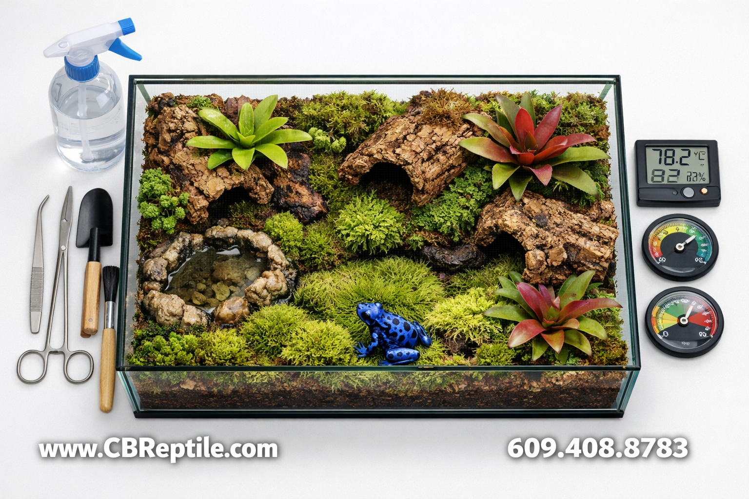 () overhead bird's-eye view of a perfectly arranged dart frog vivarium setup showing a bioactive terrarium with live moss,