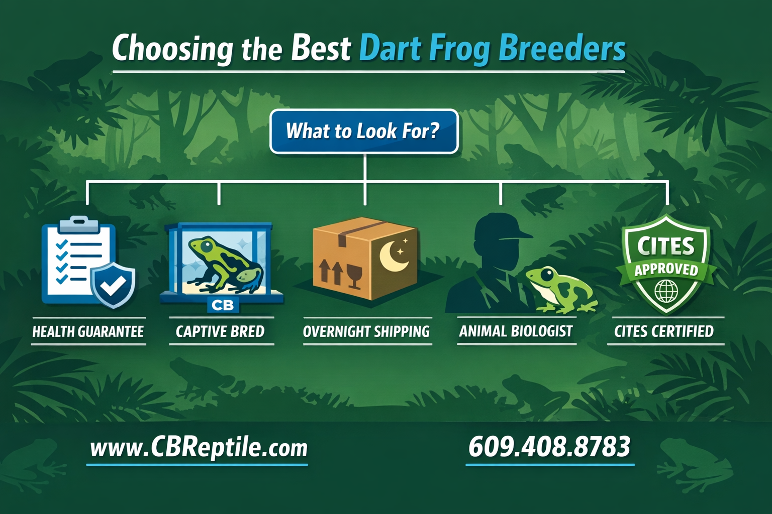 () infographic-style image showing a checklist or decision tree for choosing the best dart frog breeders, with icons