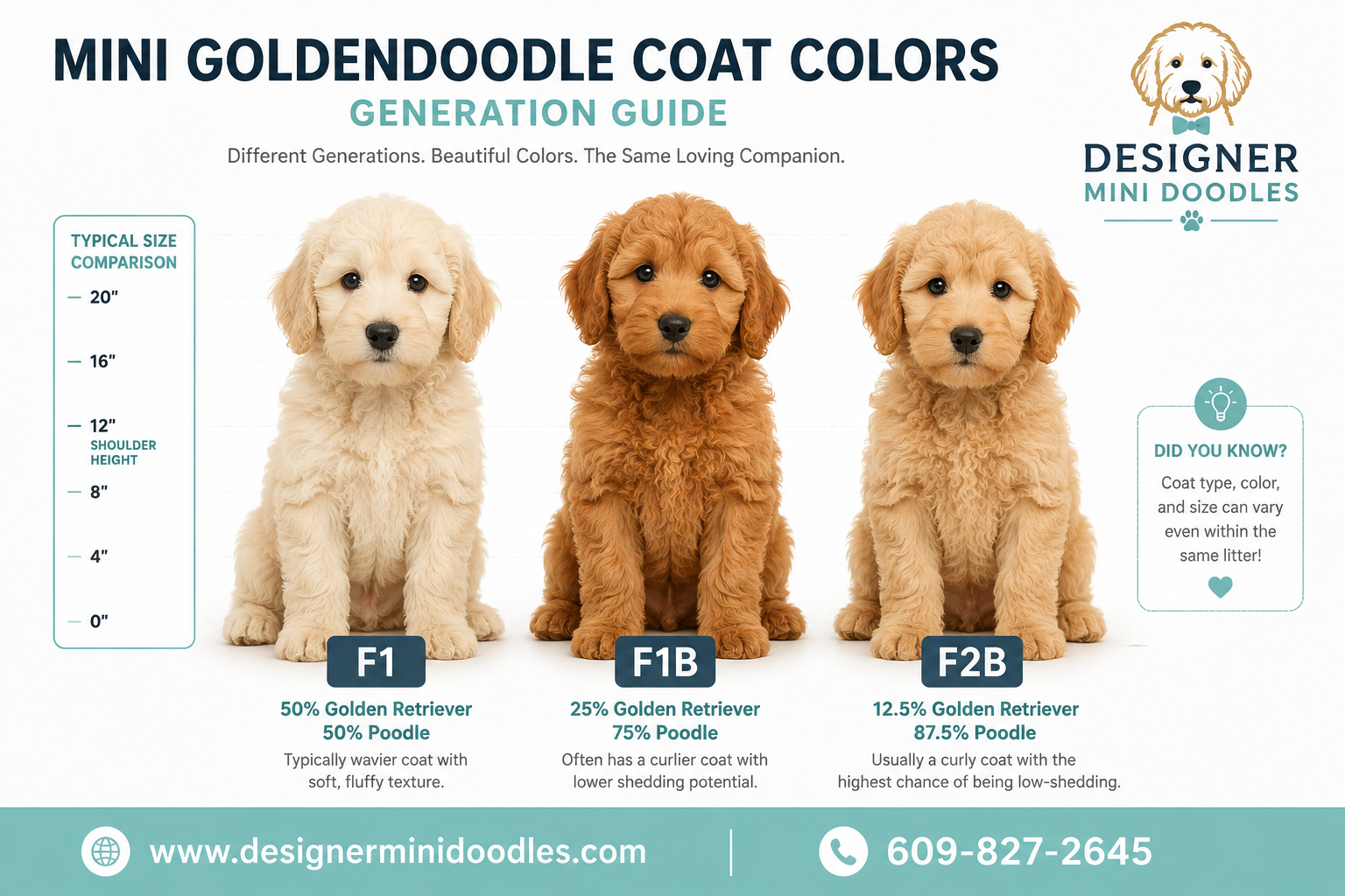 What's the Difference Between F1 and F1B Mini Goldendoodle Generations?