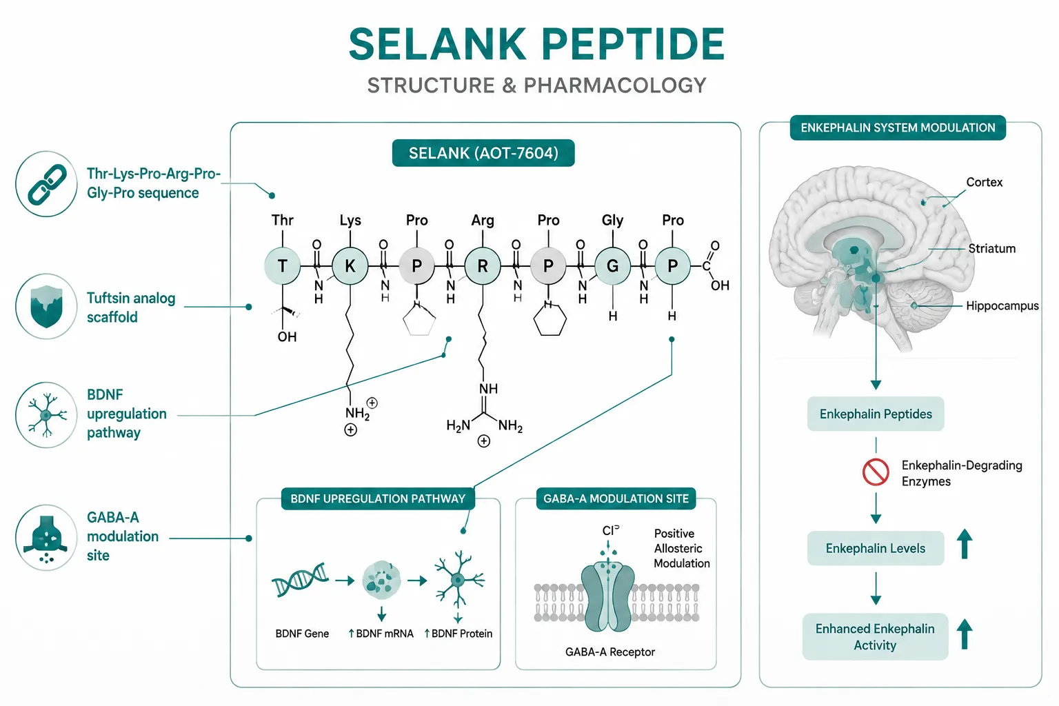 What Selank Is: Structure and Core Pharmacology