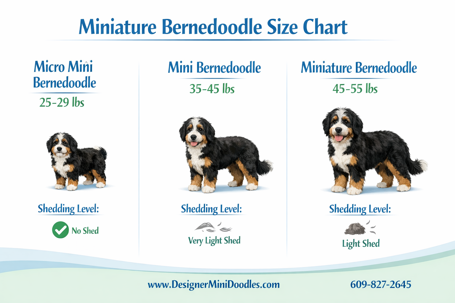 () informational infographic showing miniature bernedoodle size chart with three columns: Micro Mini Bernedoodle (25-29 lbs)