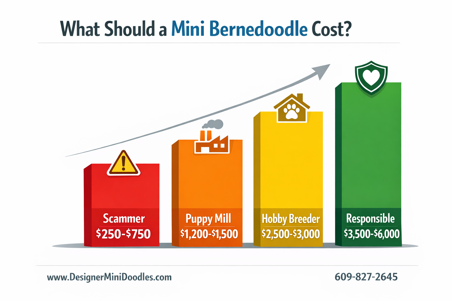 () creative price comparison bar graph infographic showing bernedoodle puppy pricing tiers. Four vertical bars ascending