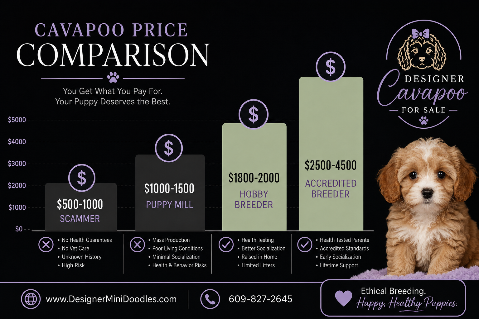 cavapoo for sale