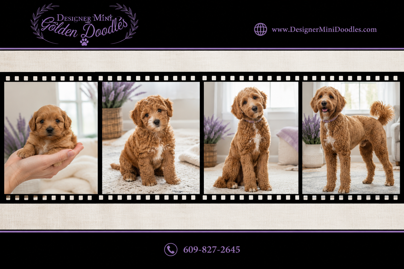 Mini Goldendoodle Size at Different Ages