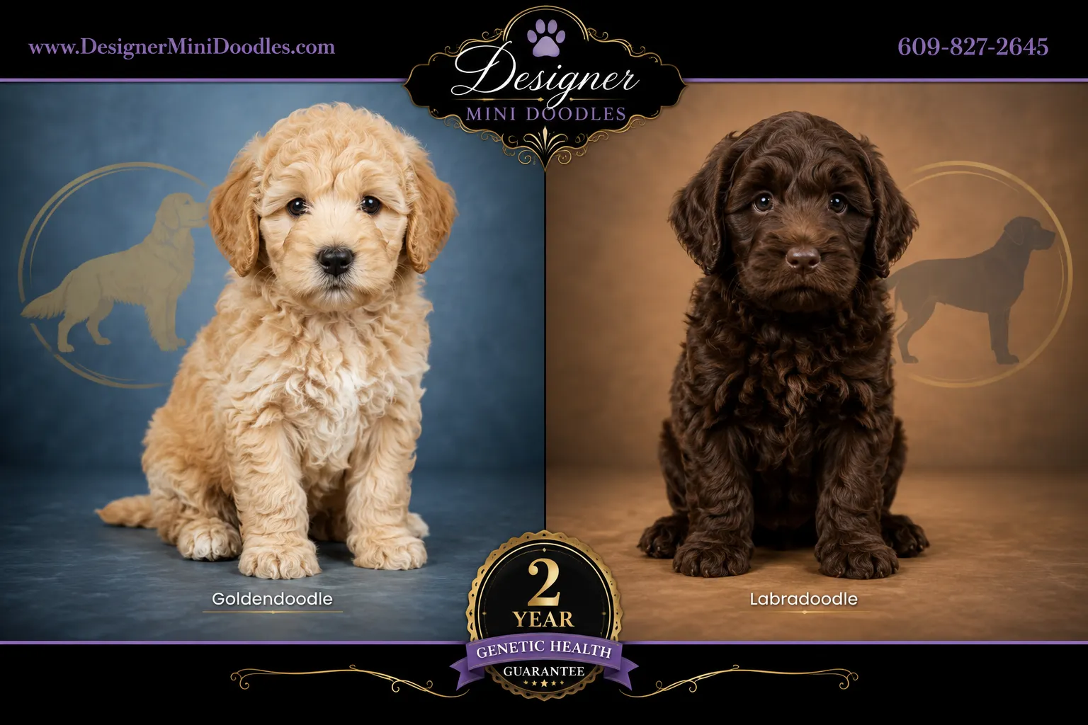 mini goldendoodle puppies for sale Utah