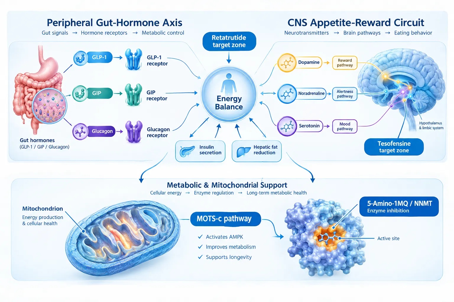 MOTS-c: Mitochondrial Signaling and Exercise-Mimetic Pathways
