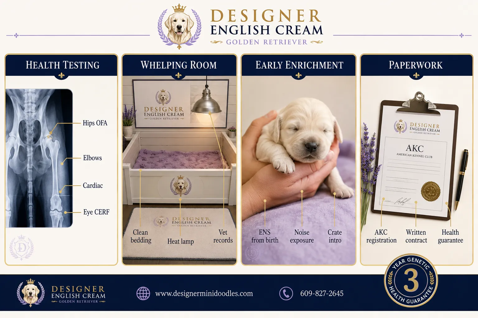 Reputable English Cream Retriever Breeder