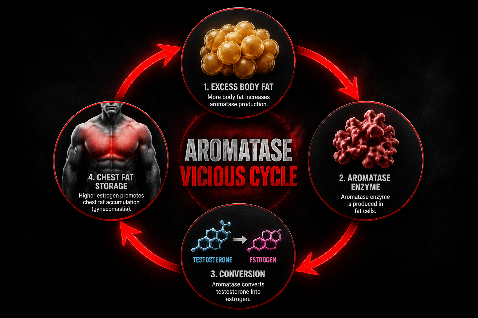 Circular flowchart infographic showing the Aromatase Vicious Cycle: body fat → aromatase enzyme → testosterone to estrogen