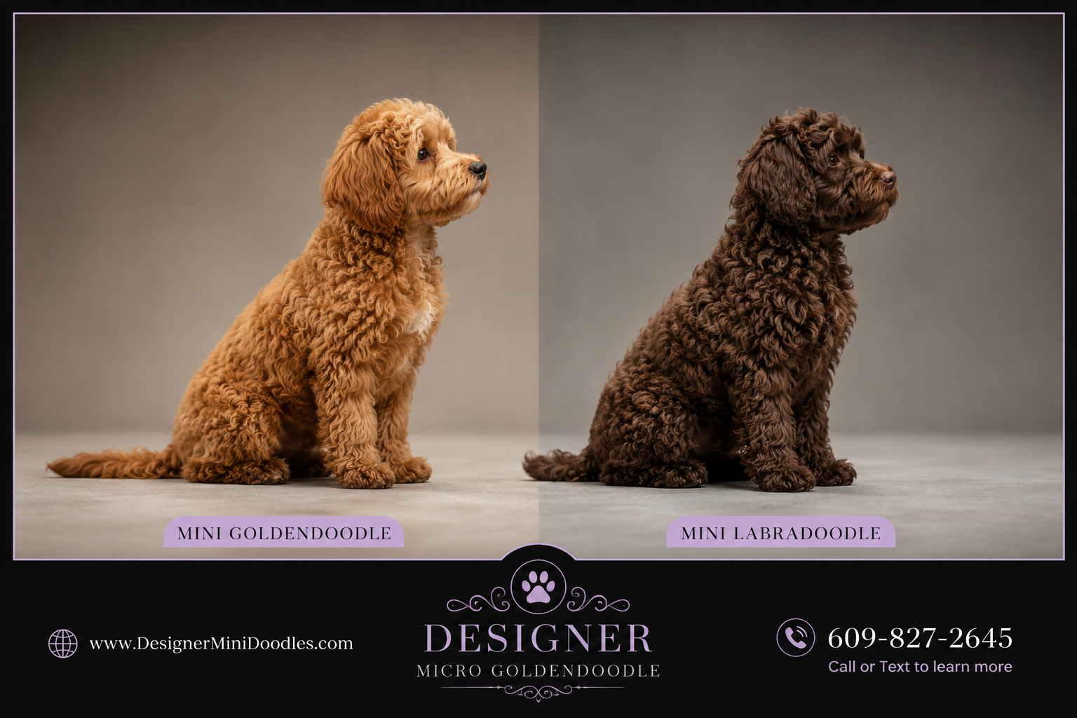 mini goldendoodle puppies California