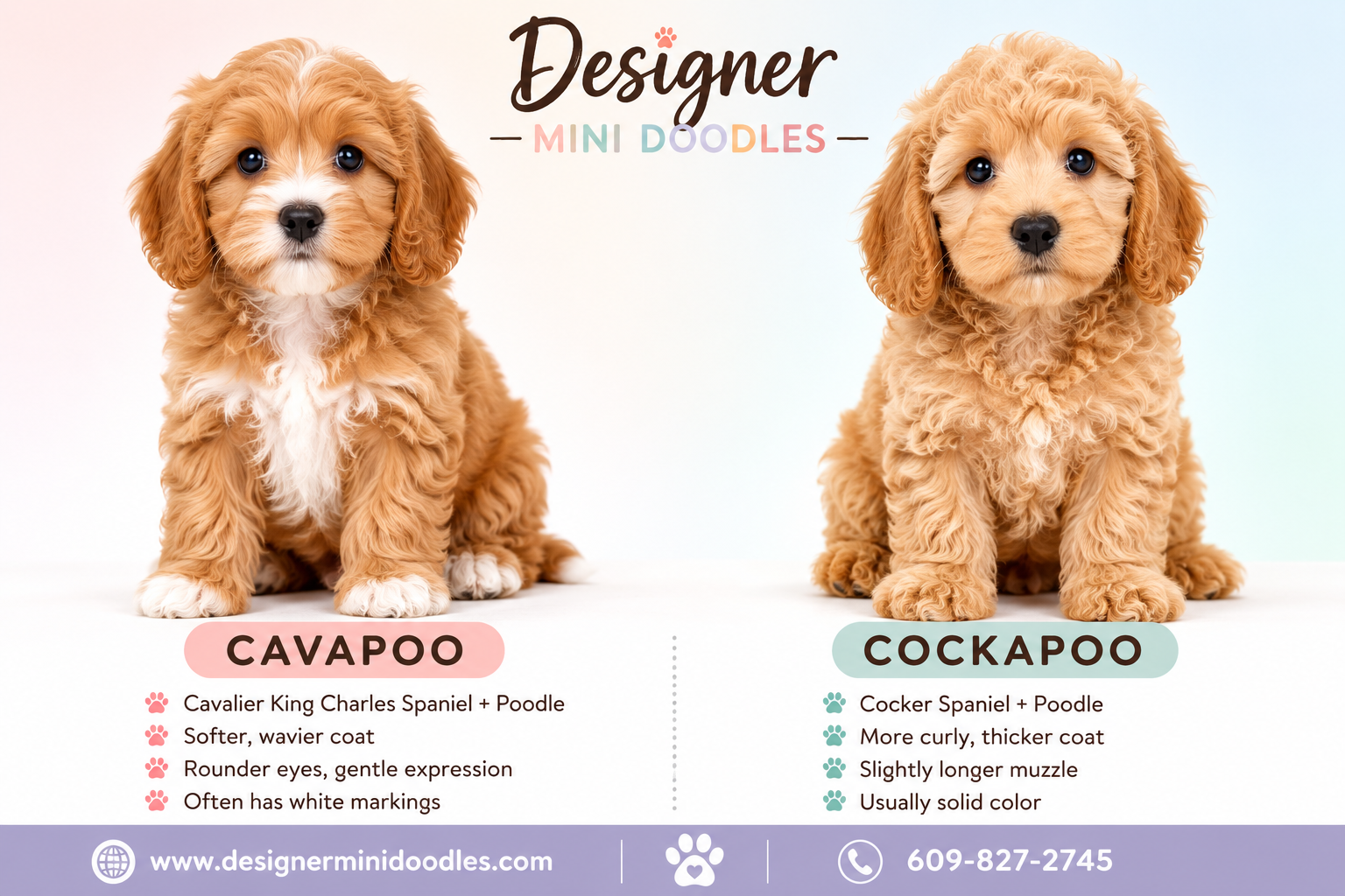 Cavapoo Puppy First Year Expenses