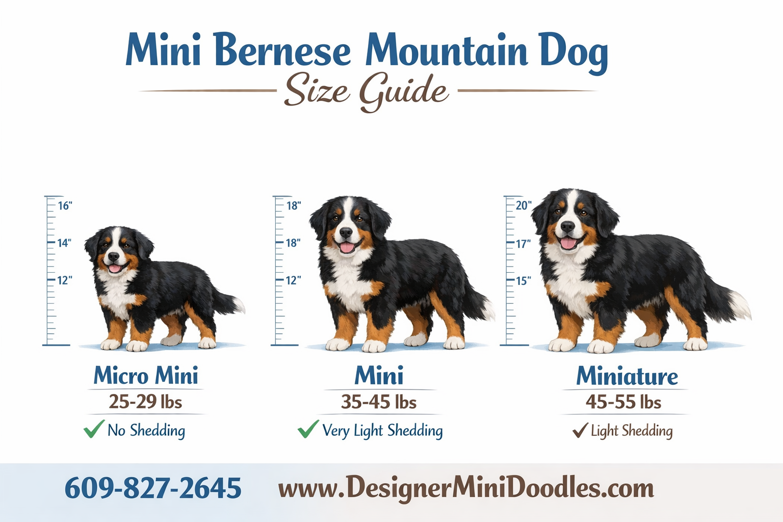 miniature bernese mountain dog size chart