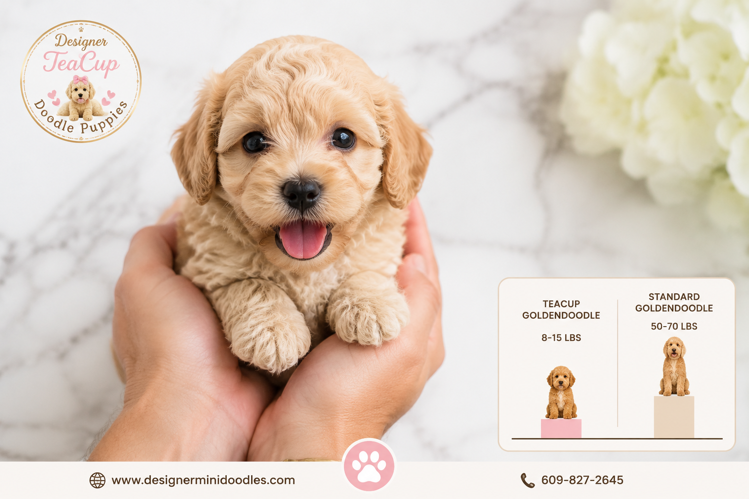 teacup goldendoodle puppies New Jersey