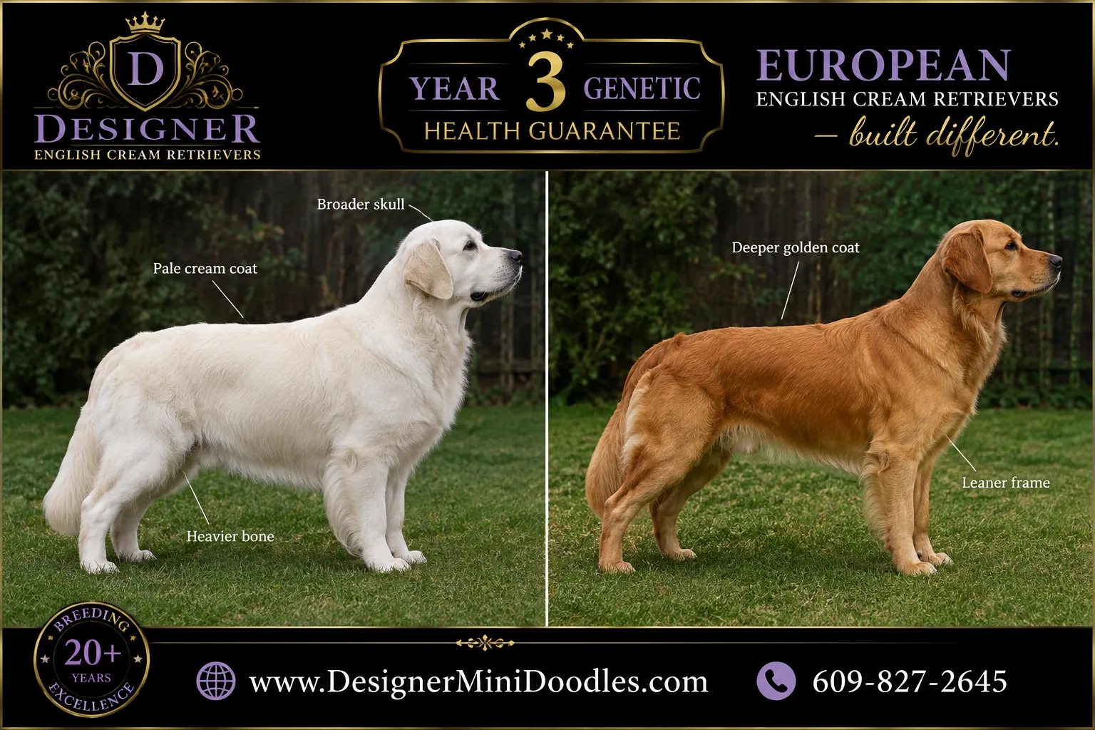 English Cream Golden Retriever vs Regular Golden Retriever: Price Difference