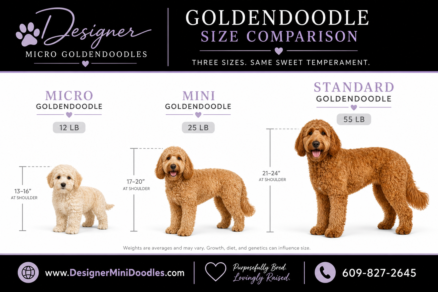 Micro Goldendoodle Temperament and Personality