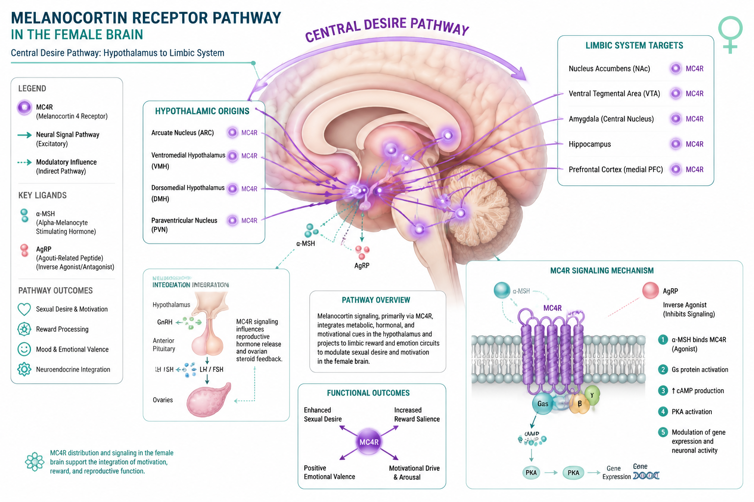 Detailed () scientific diagram illustration showing the melanocortin receptor pathway in the female brain, with labeled MC4R