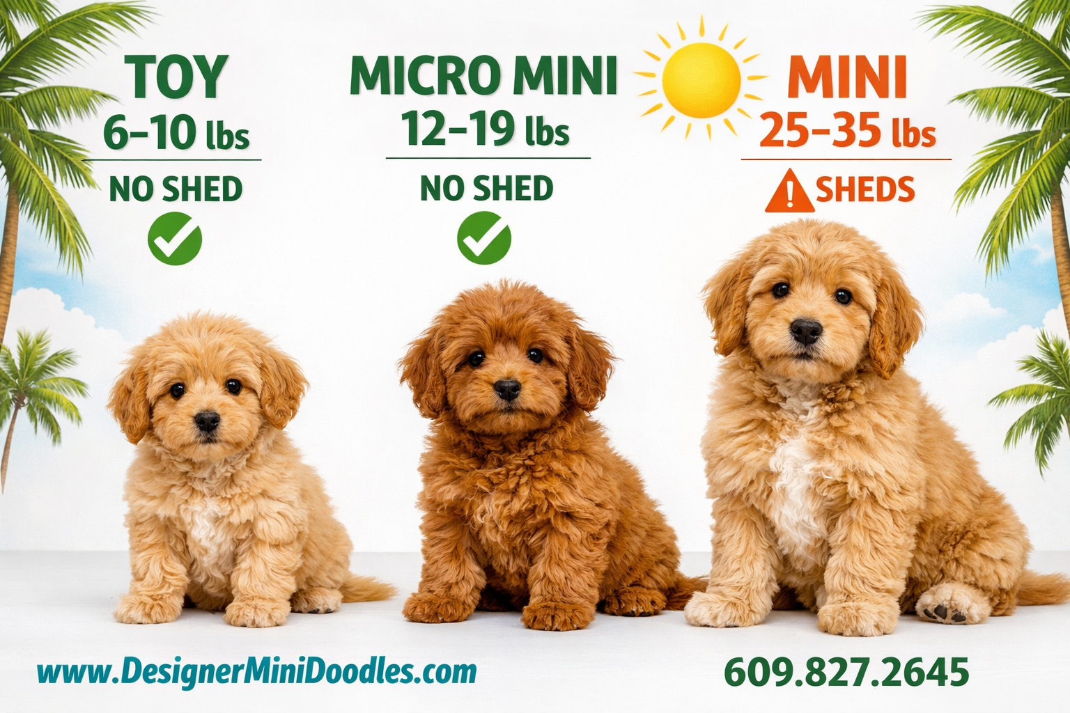 Micro goldendoodles for sale Orlando