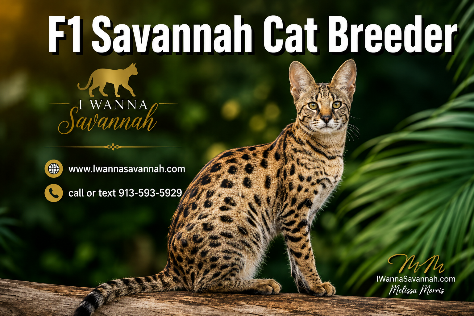 Professional () hero image with : 'F1 Savannah Cat Breeder' in extra large white with deep effect, centered upper third.