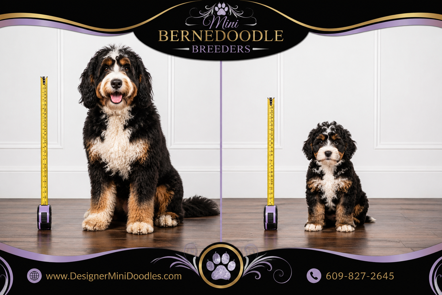 Mini Bernedoodle puppies Atlanta