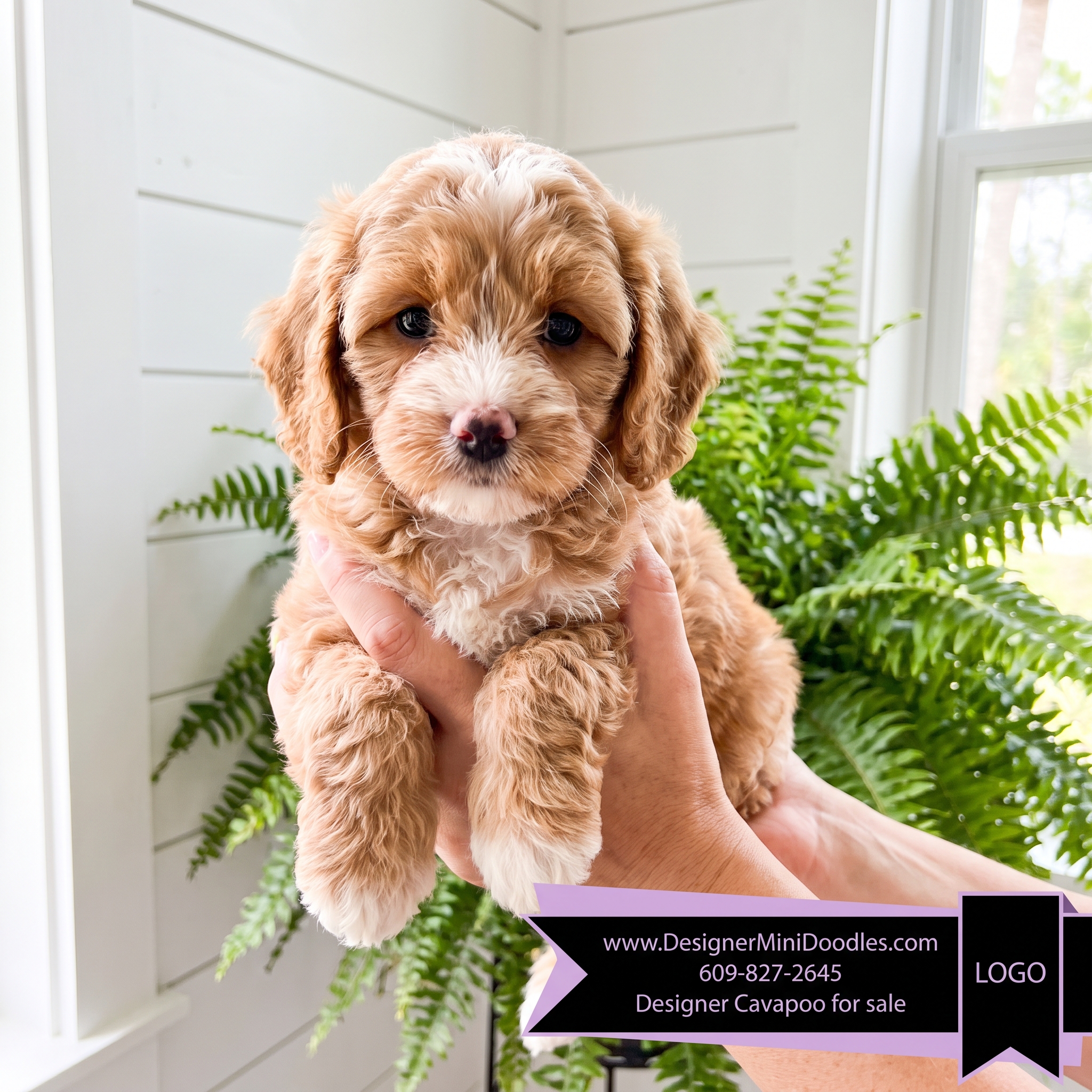 Are Cavapoos Good Family Dogs?