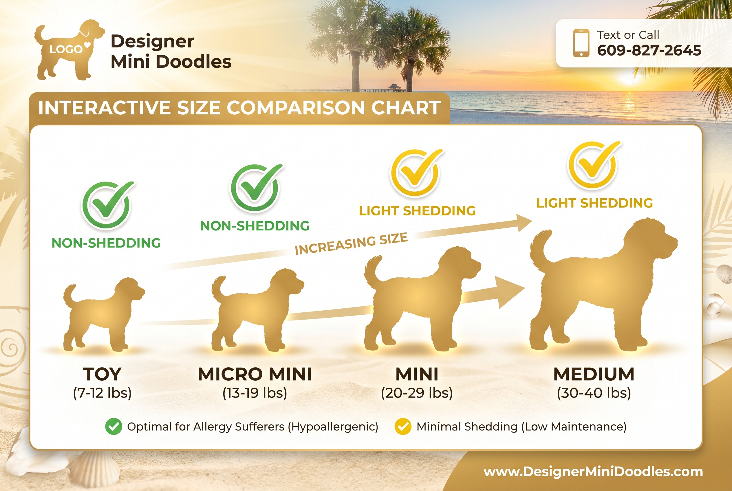 Mini goldendoodle breeders Clearwater