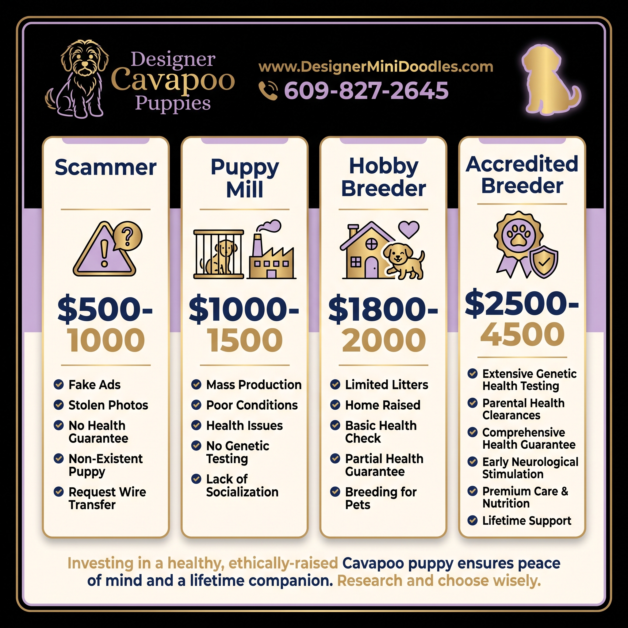 Cavapoo for sale Pennsylvania