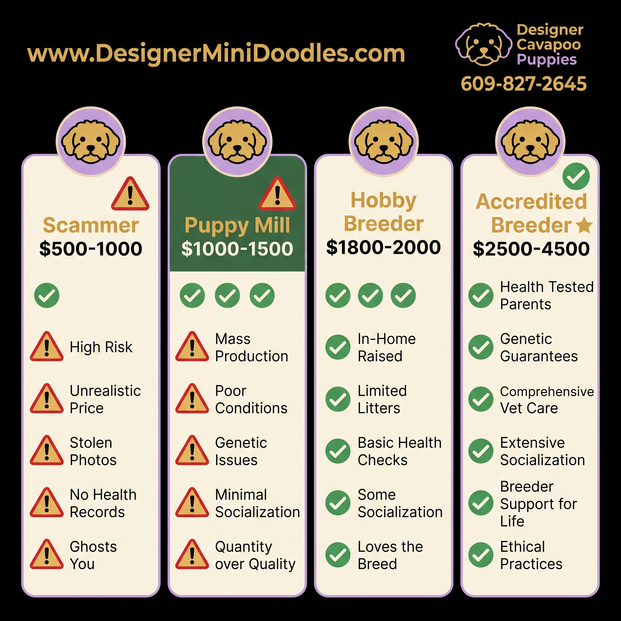 Cavapoo for sale Brooklyn